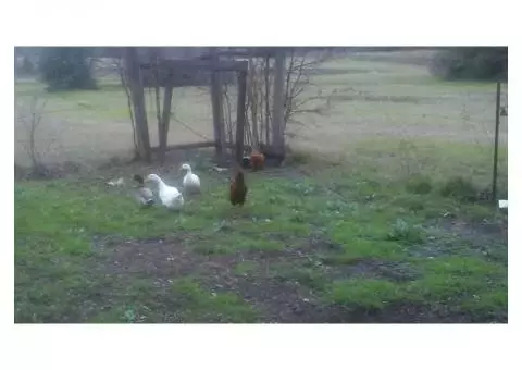 Chickens, ducks, rooster