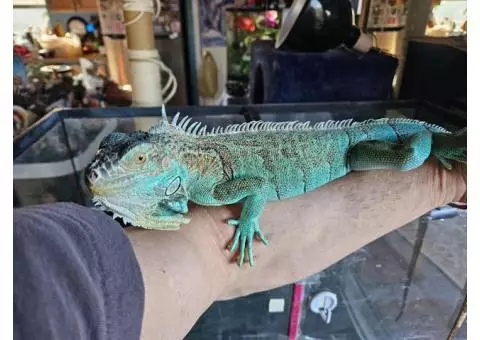 Blue male iguana