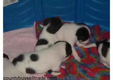 Jack Russell Fox Terrier Puppies For Sale