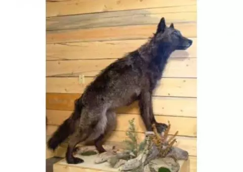 Life Size Wyoming Wolf Mount for Sale