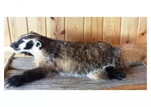 Life Size Wyoming Badger Mount for Sale