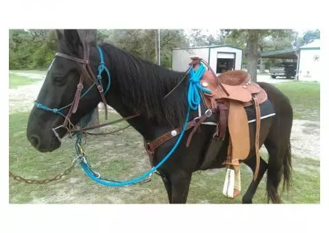 QH for Sale