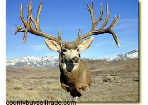 $ Buying Antlers, Taxidermy mounts, Traps, old guns & vintage sporting related items